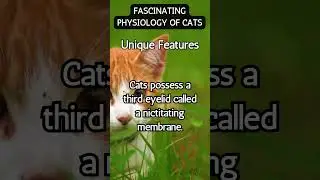 Fascinating Cat Facts You Didn&rsquo;t Know! 🐾 #CatFacts #catsfacts