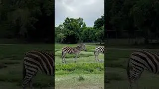 Beautiful Plains Zebras  #easternafrica