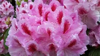 Grant's Getaways:  Oregon's Secret Garden