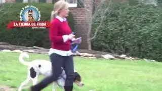 Easy Walk Harness - Arnes Easy Walk - Pecheras Anti-Jalones Para Perros
