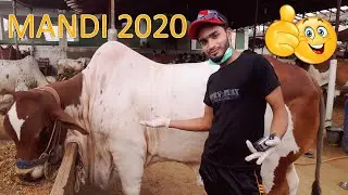 COW MANDI 2020 | BAKRA ONLINE | AZEEM AHMED KHAN | WOW