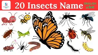 20 Insects Name  🦋 in English and Hindi for Kids | कीड़ों के नाम | Name of Insects 