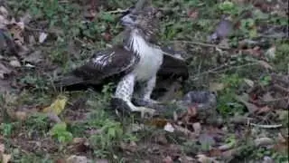Hawk Vs Snake