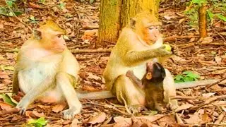 Monkey Wants To Catching Bree Baby From Breen, Can Not She Around Baby!