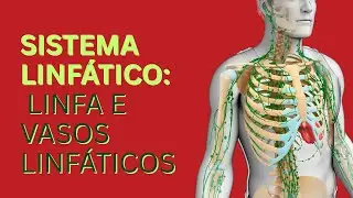 O Encanamento Secreto do Seu Corpo: Como a Linfa Limpa as Toxinas