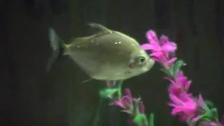 Catoprion mento (Wimple piranha) de Apure, Venezuela