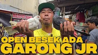 Obrak-Abrik Kios MAWAR Merpati, Ada MERPATI MIRIP GARONG JR!!! 