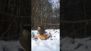 Jay and walnut#birds#Corvids birdwatching #ornithology #animals #garden #naturesvoice