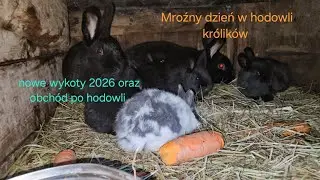 Mroźny dzień w hodowli królików🐇 nowe wykoty 2026 oraz obchód po hodowli😃 