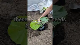 into the life of luxury 🌱🎃 #pumpkin #asmr #plants #vegetablegarden #gardening #garden
