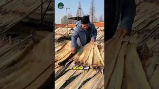 This Is How Dried Fish Is Prepared Along China&rsquo;s Coast #trending #viral