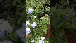 Blue Plumbago or Cape Lead Wort #blueflowers #flowers #shorts