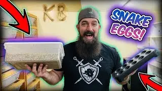 BALL PYTHON EGGS! FIRST CLUTCH OF 2021