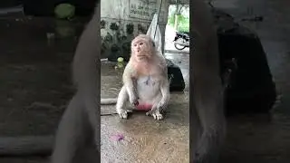 Monkey Sad