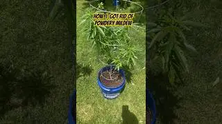 How I got rid of powdery mildew #cannabis #weed #grow #growing #gardening #mildew #powdery #plant