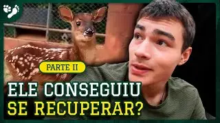 RESGATAMOS UM VEADO BEBÊ | TIAGO JÁCOMO