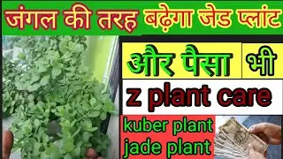  Prosperity  बढ़ाने वाला plant  Zed plant care☘️