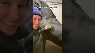 Grooming A Friesian Mare And She Turns For A Soft KISS 😘 #shorts