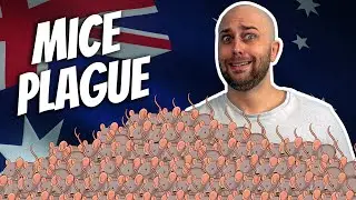 A Plague of Mice Ravage Australia
