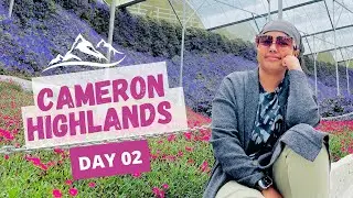 CAMERON HIGHLANDS DAY 2 Highlights Here !