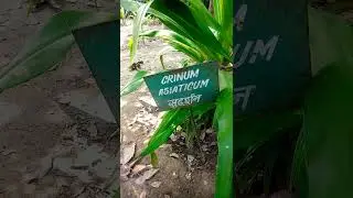 Sudarshan Plant (Crunum Asiaticum) || Aqua Green || #sudarshan #sudarshanplant #aquagreen #plants