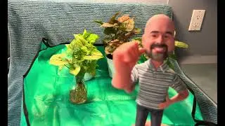I’m Up To My Antics Again ….I got Two New Syngonium Plants!