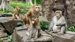 Breaking News! There are three monkey abandoned at Sovana team & one of them looks pregnant