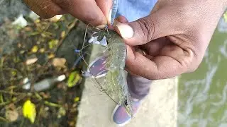 ഇവനുണ്ടേൽ റിസൾട്ട്‌ ഉറപ്പാ🎣Village Fishing Malayalam|Traditional Fishing|FishingVideo|KeralaFishing|