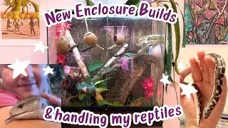 Exciting Bioactive Enclosure Upgrades for my Geckos 