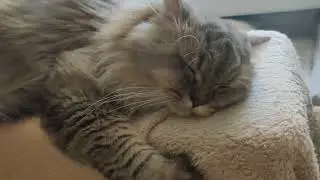 🥱💤
