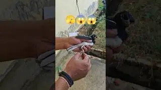 Second chance at flight. So proud to see this little one fly free😍😌 #shorts #savebirds #rescue