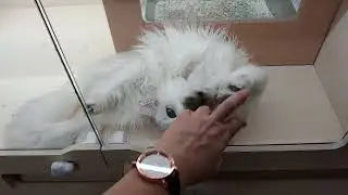Affectioned cat in a pet shop 3