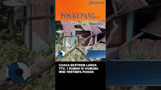 Cuaca Ekstrem Landa Kabupaten TTU, Satu Unit Rumah di Desa Humusu Wini Tertimpa Pohon Tumbang