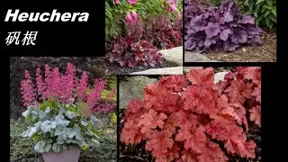 备受大家喜爱的耐阴耐寒赏叶花卉－Heuchera （Coral Bells ）矾根 及其品种选择