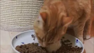 Mika und Maunzi