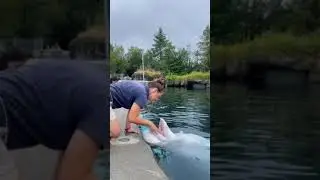 Periodic checkup of cute Dolphin #shorts