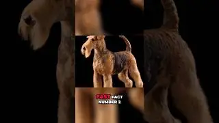 Discover the Airedale Terrier: The King of Terriers