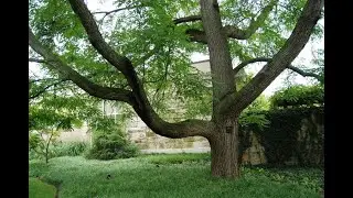 How to identify Kentucky coffeetree (Gymnocladus diocus)