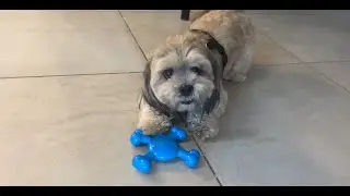 Durable Dog Toy With A Bacon Scent GFECMX Unboxing and Review! ✅  #amazon  #amazonfinds