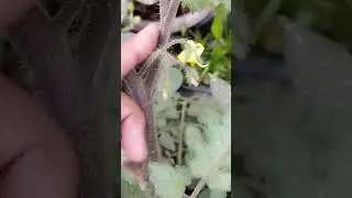 🟢👍 # tomato🍅 Pollination🎋#greenthumb#2026#04✨💫