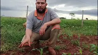 Manejo do Milho Verde 🌽