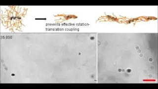 Enzymatically active biomimetic micropropellers for the penetration of mucin gels