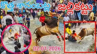 కొత్తశానంబట్ల జల్లికట్టు💥💥{02-01-2026}Kotha sanambatla Jallikattu🐂|Telugu Jallikattu2026@Reddybulls 