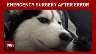 Henderson dog owner discovers adopted pet wasn&rsquo;t spayed during  emergency surgery