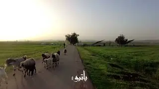 إطلالة ساحرة وأجواء ربيعية من تل نواز حتى مدخل بلدة باتبو