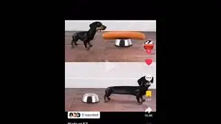 no wonder they call us weenie dogs #ultrakill #memes #weeniedog #tiktok #shorts