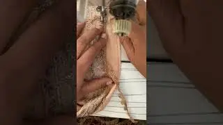 How to add joint in lace easy method#shortsfeed #fashion#shorts#youtubeshorts #trendingvideo#viral