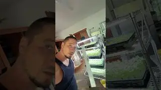 Выбор света для микрозелени Обзор