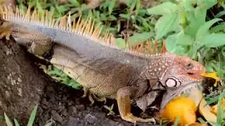 Wildlife of Central America TRAILER