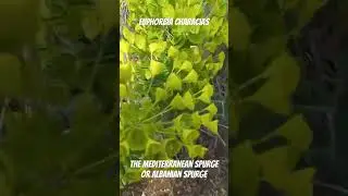 Euphorbia characiasthe Mediterranean spurge or Albanian spurge